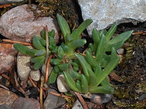 Delosperma congestum: Delosperma congestum , Botanical Garden in Poznań, Poland.