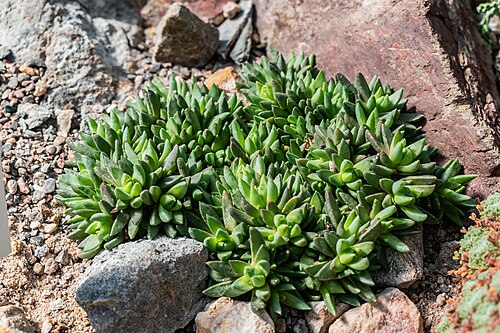 Delosperma congestum: Delosperma congestum in Neuer Botanischer Garten der Universität of Göttingen, Lower Saxony, Germany