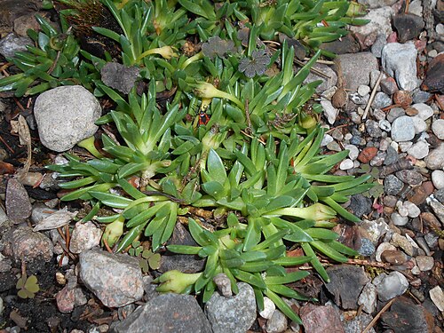 Delosperma congestum: Delosperma congestum , Botanical Garden in Poznań, Poland.