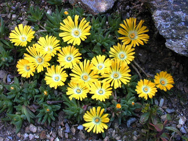 Delosperma congestum: Plante d'Afrique du sud de 3 à 5 cm. Zone 5