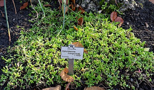 Delosperma congestum: Botanical specimen in the Botanischer Garten Braunschweig - Braunschweig, Germany.