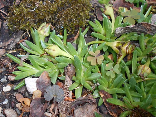 Delosperma congestum: Delosperma congestum , Botanical Garden in Poznań, Poland.