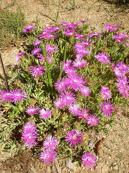 Pink carpet: Jardín Botánico de Barcelona.