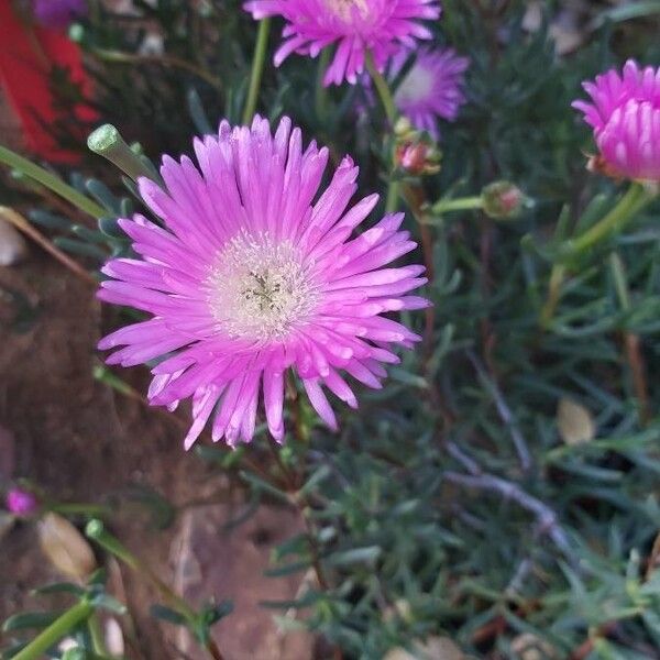 Pink carpet (Delosperma cooperi)