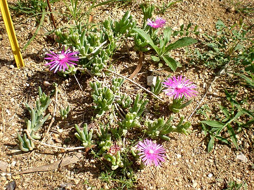 Pink carpet: Jardín Botánico de Barcelona.