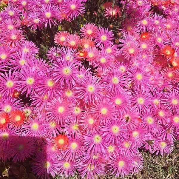 Pink carpet (Delosperma cooperi)