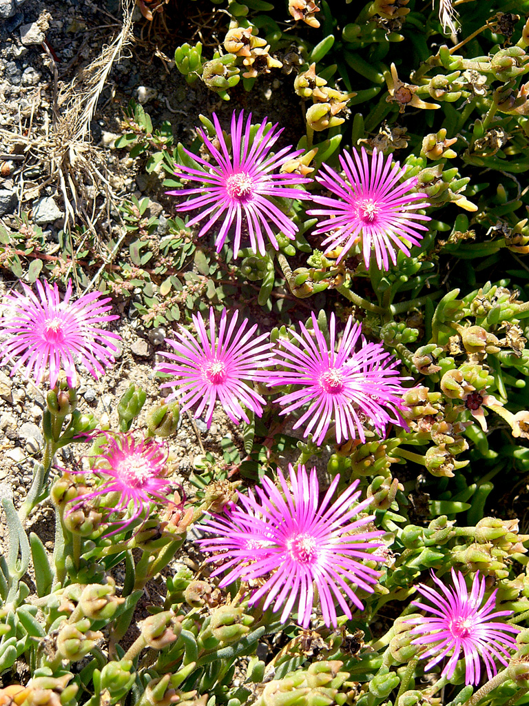 Pink carpet: Plant "Delosperma cooperi" from South Africa