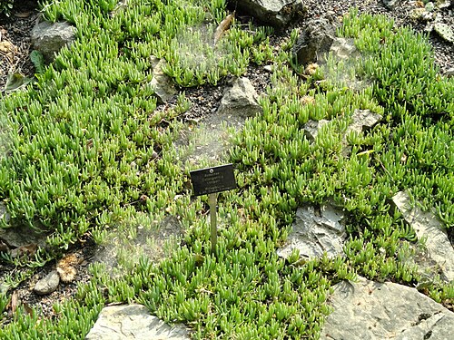 Pink carpet: Delosperma cooperi specimen in the Botanischer Garten Freiburg, Freiburg im Breisgau, Baden-Württemberg, Germany.