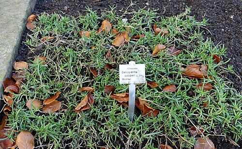 Pink carpet: Botanical specimen in the Botanischer Garten Braunschweig - Braunschweig, Germany.