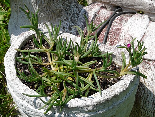Pink carpet: Delosperma cooperi