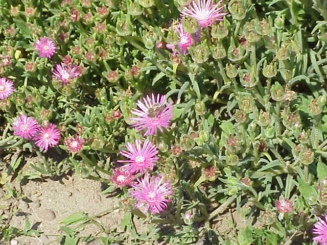Pink carpet: Species : Delosperma cooperi Family : Aizoaceae Image No. 4