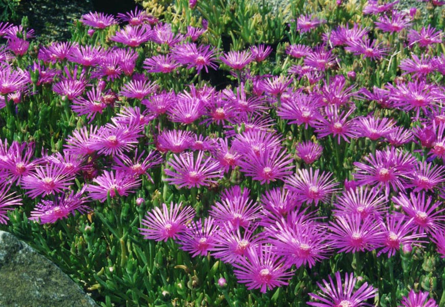 Pink carpet: Delosperma cooperi