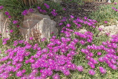 Pink carpet: Delosperma cooperi (Pink Carpet) in jardin botanique de Lyon , France .