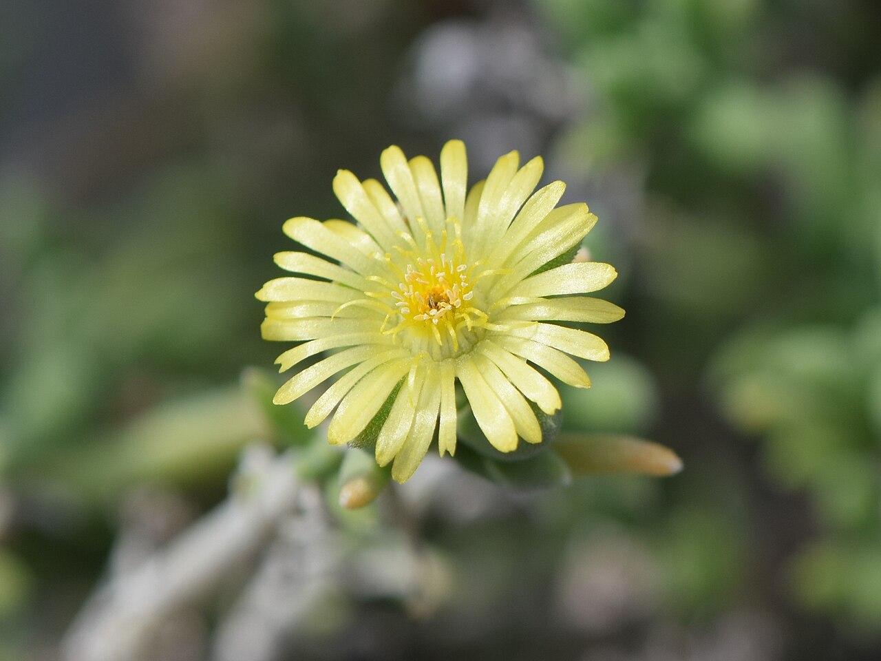 Delosperma crassum: Delosperma crassum in the Botanischer Garten Halle