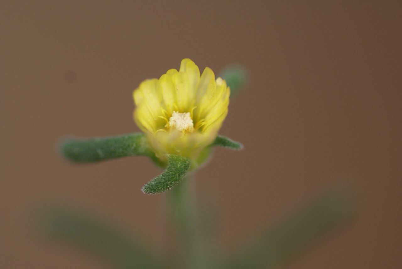 Delosperma crassum: Plant species Delosperma crassum in Göteborgs botaniska trädgård, Gothenburg, Sweden