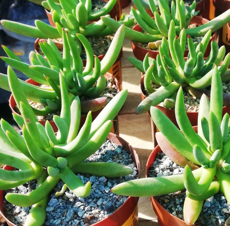 Delosperma crassum: Delosperma crassum