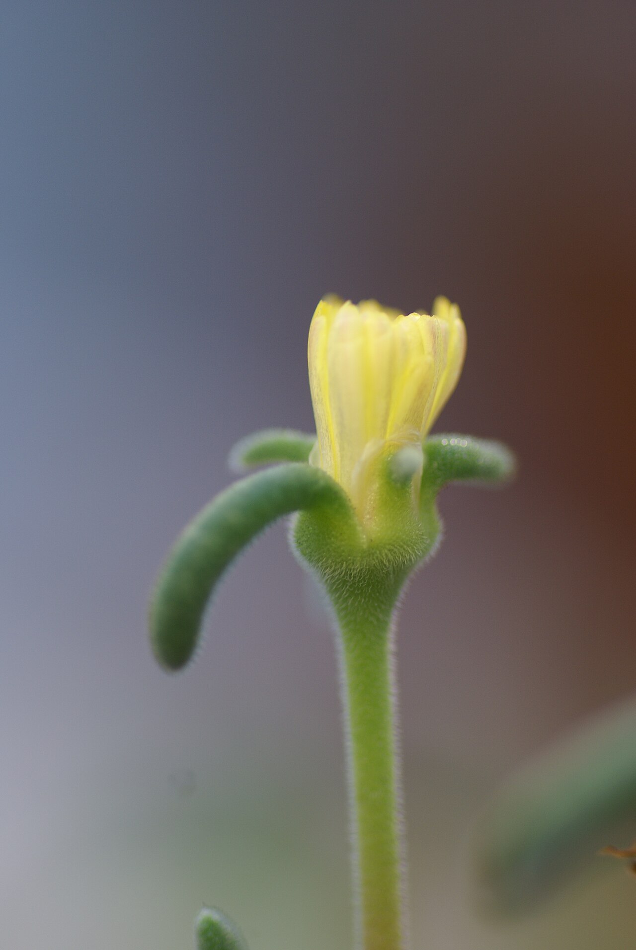 Delosperma crassum: Plant species Delosperma crassum in Göteborgs botaniska trädgård, Gothenburg, Sweden