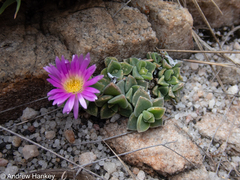 Delosperma deilanthoides (Delosperma deilanthoides)