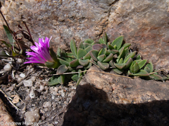 Delosperma deilanthoides (Delosperma deilanthoides)