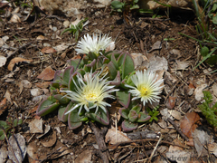 Delosperma deilanthoides (Delosperma deilanthoides)