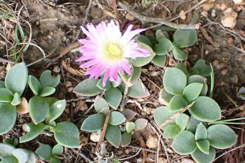 Delosperma deilanthoides (Delosperma deilanthoides)