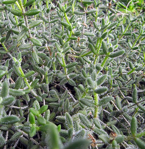 Pickle plant: Delosperma pruinosum