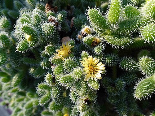 Pickle plant: 雷童 Delosperma echinatum [新加坡濱海灣花園 Gardens by the Bay, Singapore]