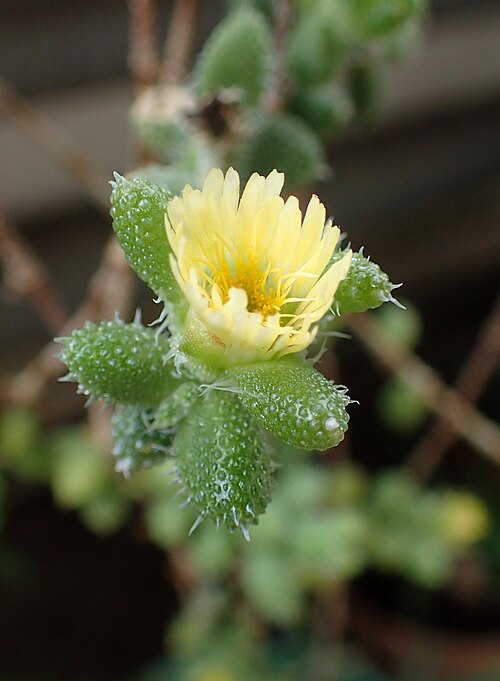 Pickle plant: Delosperma echinatum in botanical garden in Yerevan