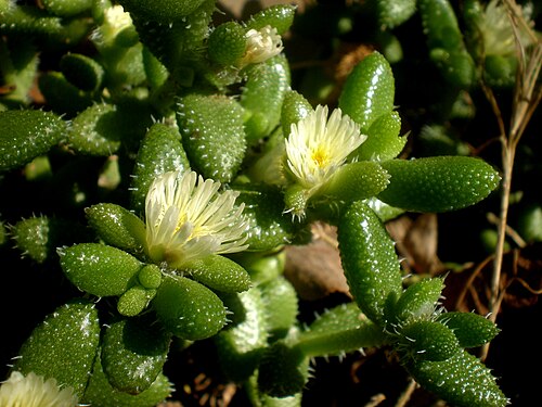 Pickle plant: Jardín Botánico de Barcelona.