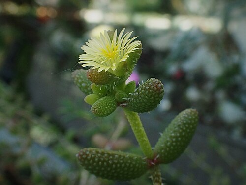 Pickle plant: Delosperma echinatum in Botanical Garden of Szeged, Hungary