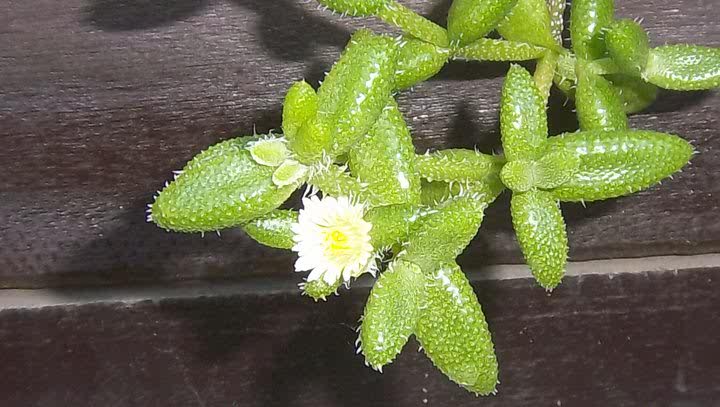 Pickle plant: Es la planta Delosperma echinatum comunmente llamda cactus pepinos con sus flores que son de color amarillo y blanco