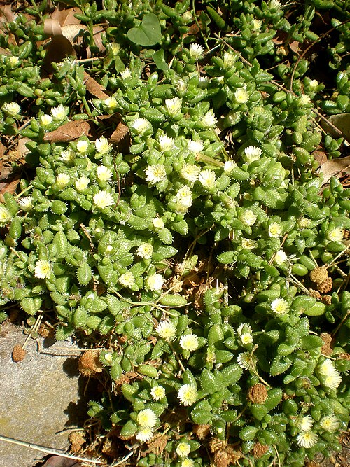 Pickle plant: Jardín Botánico de Barcelona.