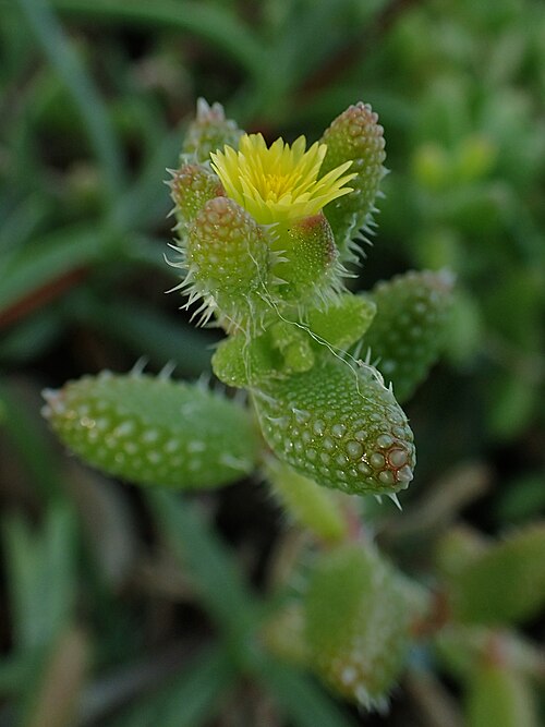 Pickle plant: Delosperma echinatum in Botanical Garden of Szeged, Hungary