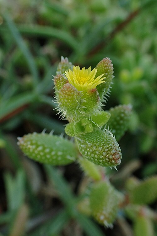 Pickle plant: Delosperma echinatum in Botanical Garden of Szeged, Hungary