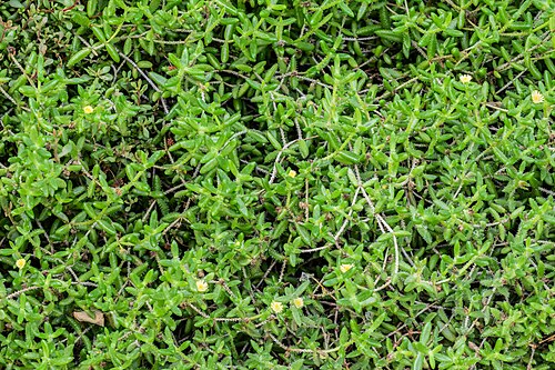 Pickle plant: Delosperma pruinosum in Botanischer Garten Münster, Lower Saxony, Germany