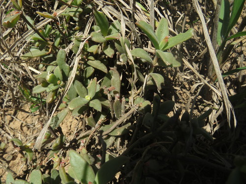 Delosperma ecklonis (Delosperma ecklonis)
