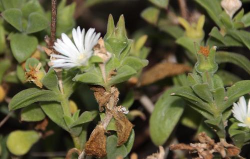 Delosperma ecklonis (Delosperma ecklonis)