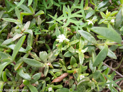 Delosperma ecklonis (Delosperma ecklonis)