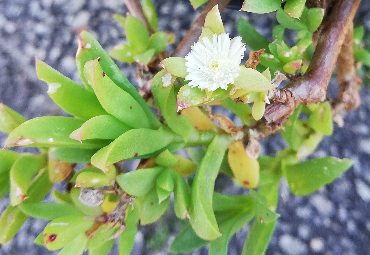 Delosperma ecklonis: Delosperma ecklonis