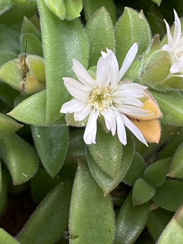 Delosperma ecklonis (Delosperma ecklonis)