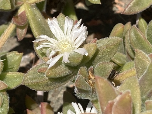 Delosperma ecklonis (Delosperma ecklonis)