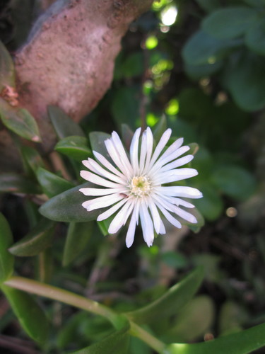Delosperma ecklonis (Delosperma ecklonis)