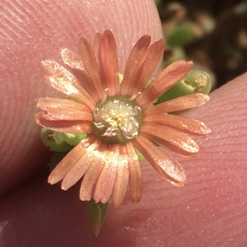Delosperma fredericii (Delosperma fredericii)