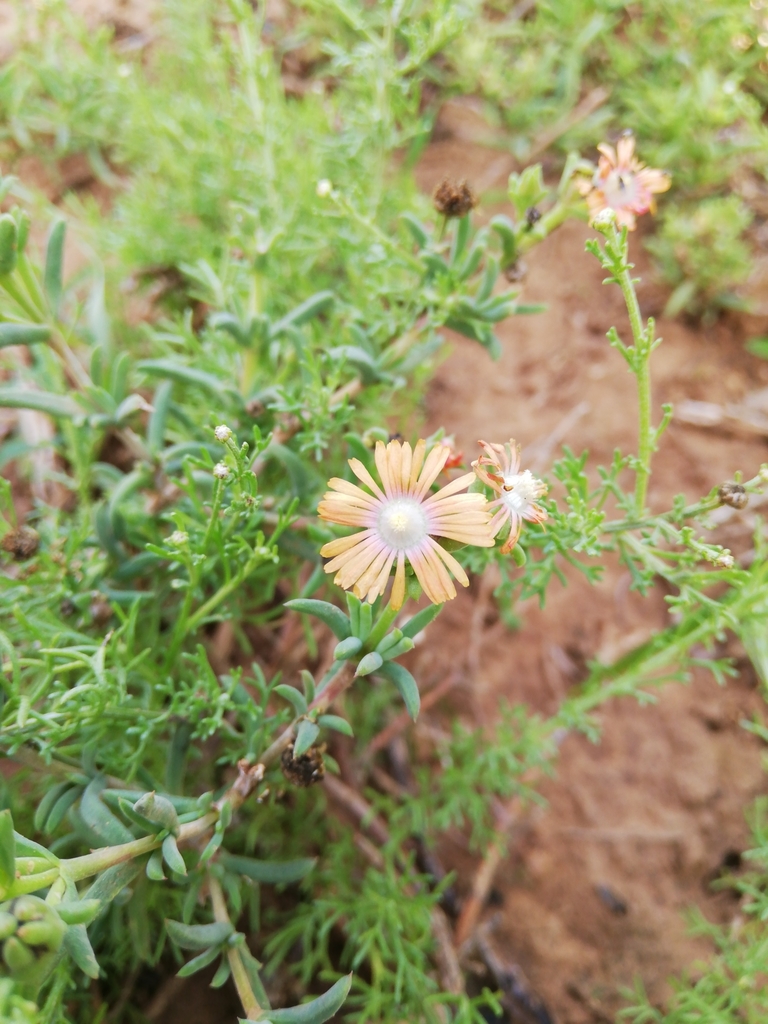 Delosperma fredericii (Delosperma fredericii)