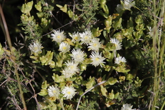 Delosperma gramineum (Delosperma gramineum)