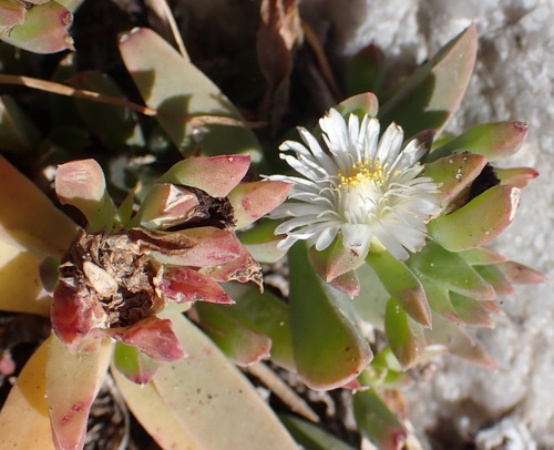 Delosperma guthriei (Delosperma guthriei)