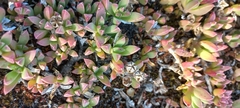 Delosperma guthriei (Delosperma guthriei)