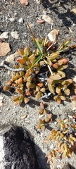 Delosperma guthriei (Delosperma guthriei)