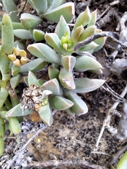 Delosperma guthriei (Delosperma guthriei)