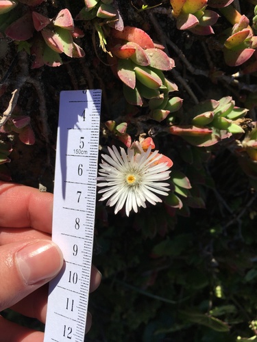 Delosperma guthriei (Delosperma guthriei)